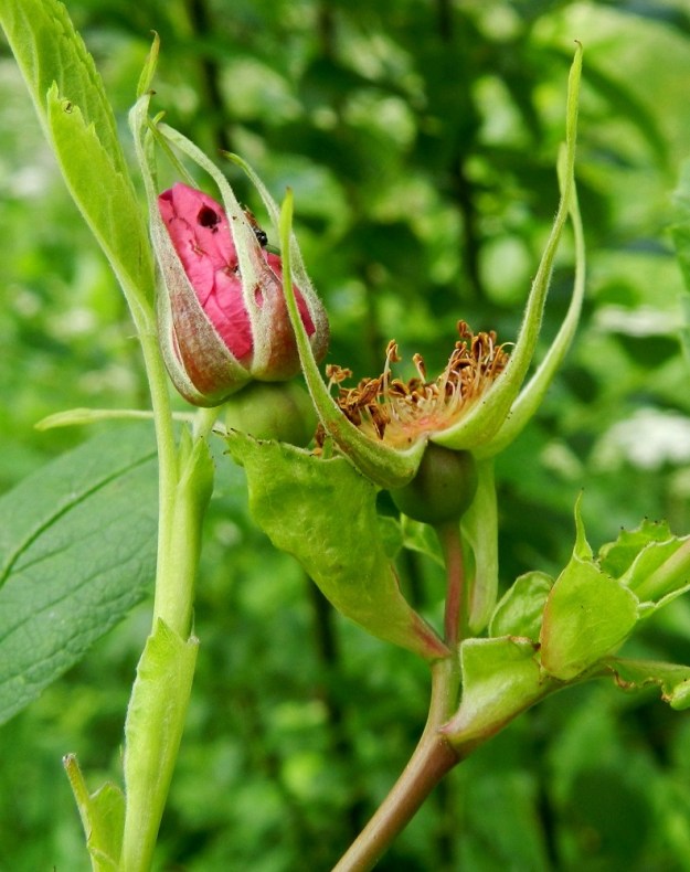 Rosa cinnamomea - metsäruusun viisi verholehtiä ovat hyvin kapeanpuikeat, kärkiosastaan kapean pitkäsuippuiset ja useimmiten ehytlaitaiset. Ne ovat tiheästi lyhytkarvaiset, nystyttömät ja tavallisesti noin 15-30 mm pitkät sekä tyveltään noin 3-5 mm ja kärkiosastaan noin 1 mm leveät. 3.7.2012. Copyright Hannu Kämäräinen.