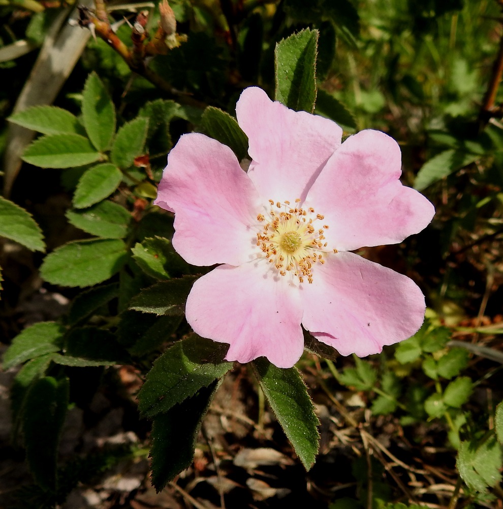 Rosa mollis - iharuusun kukassa on viisi terälehteä. Ne ovat lähinnä vastapuikeat, suippotyviset ja lovi-, lantto- tai tylppäkärkiset. Pituutta terälehdillä on tavallisesti noin 15-25 mm ja leveyttä leveimmältä kohtaa noin 13-25 mm. A, Geta, Dånö, Dånövägenin laita metsäisen Julbergetin jyrkästi nousevan rinteen juurella, 20.6.2023. Copyright Hannu Kämäräinen.