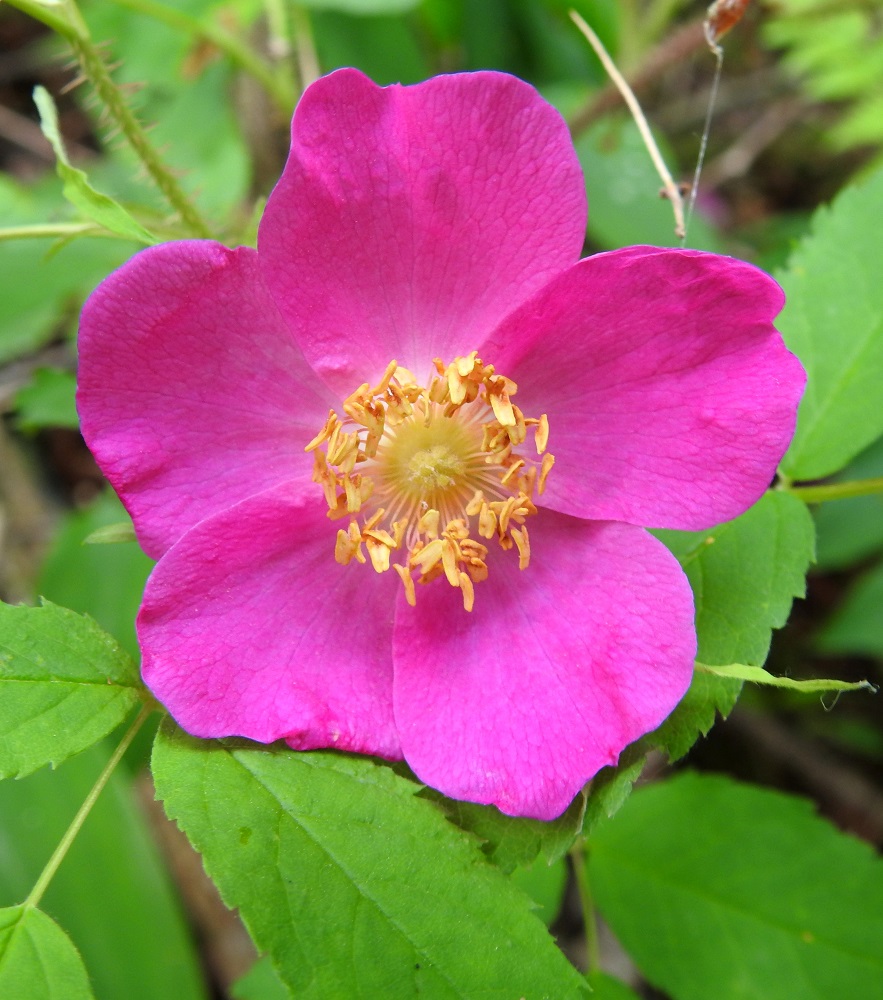 Rosa acicularis - karjalanruusun kukassa on paljon heteitä. Niiden palhot ovat noin 2-8 mm pitkät, ja keltaiset ponnet ovat noin 1,5 mm pitkät. Emiö on erilehtinen, ja hyvin lyhyitä, karvaisia emin vartaloita on paljon. 23.6.2022. Copyright Hannu Kämäräinen.