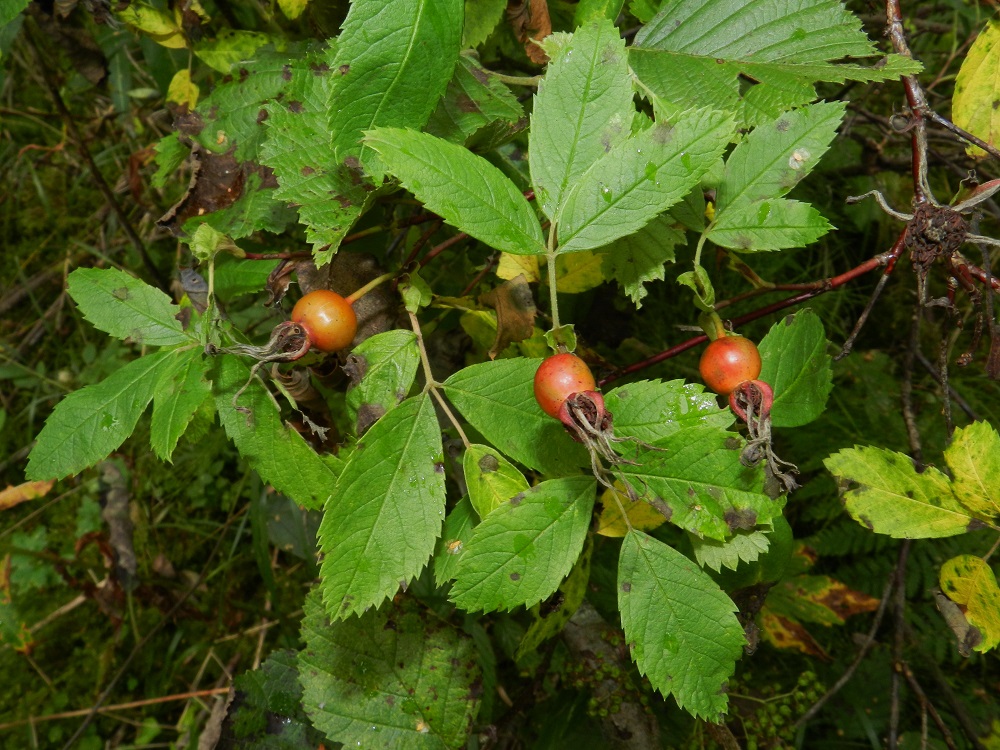Rosa cinnamomea - metsäruusun kukkapohjuksesta paisuu kiulukka, jota myös ruusunmarjaksi kutsutaan. Kiulukat punertuvat kypsyessään. Verholehdet säilyvät kiulukan kärjessä pystyyn kääntyneinä. 1.9.2012. Copyright Hannu Kämäräinen.