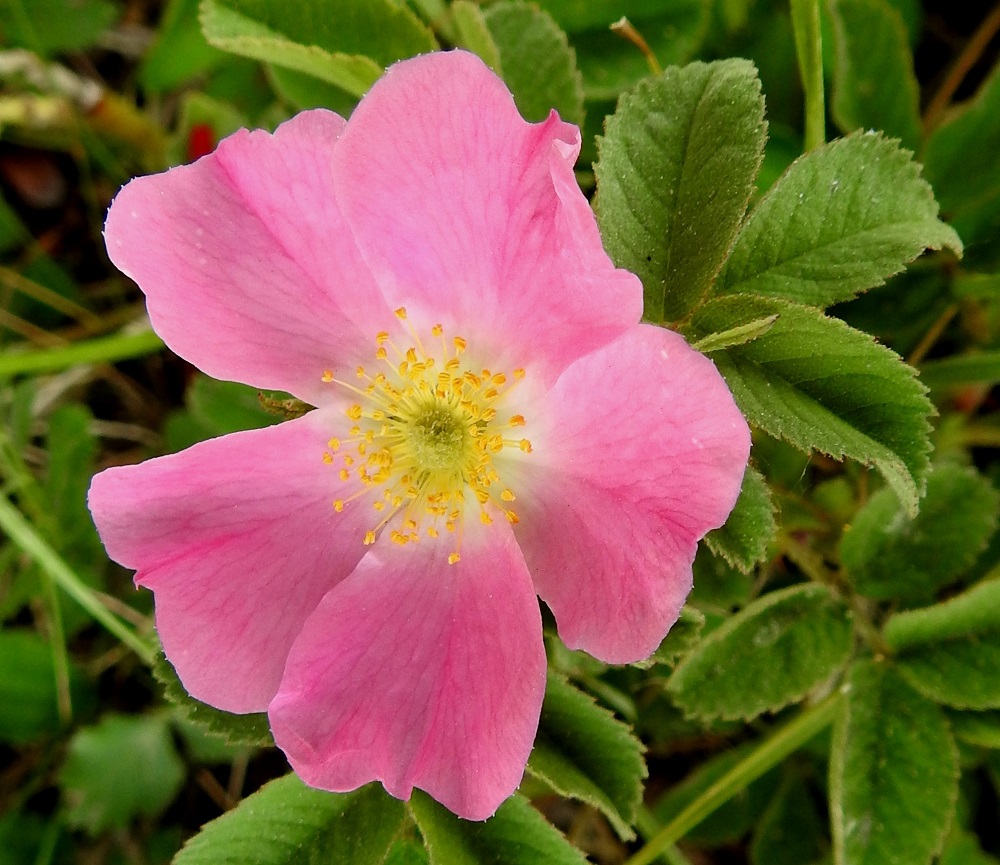Rosa mollis - iharuusun kukassa on paljon heteitä. Niiden palhot ovat noin 2-5 mm pitkät, ja keltaiset ponnet ovat noin 1,5 mm pitkät. Emiö on erilehtinen, ja hyvin lyhyitä, karvaisia emin vartaloita on paljon. A, Geta, Dånö, Dånövägenin laita metsäisen Julbergetin jyrkästi nousevan rinteen juurella, 20.6.2023. Copyright Hannu Kämäräinen.