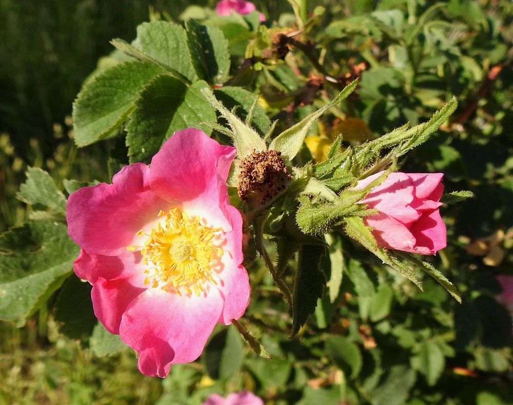 Rosa sherardii - okaruusun kukassa on viisi verholehteä. Ne ovat hyvin kapeanpuikeat, kärkiosastaan kapean pitkäsuippuiset ja vaihtelevasti sivuliuskaiset tai liuskattomat sekä tiheästi karvaiset ja alapuolelta sekä reunoistaan myös tiheästi nystykarvaiset. Kärkiosa on usein myös pienihampainen. Verholehdet ovat tavallisesti noin 15-25 mm pitkät ja tyveltään noin 3-4 mm sekä kärkiosastaan noin 0,5-2 mm leveät. 23.6.2023. Copyright Hannu Kämäräinen.