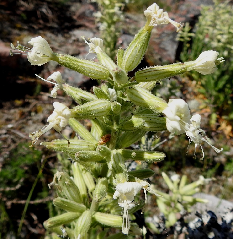 Silene viscosa - tahma-ailakin kukkaperä on yleensä noin 3-10 mm pitkä. Verhiö on yhdislehtinen, lähes putkimainen ja vain vähän pullistuva sekä typäkkätyvinen. Se on kärkihampaineen useimmiten noin 14-18 mm pitkä ja noin 4-6 mm leveä. Kärkihampaita on viisi, ja ne ovat kapean kolmiomaiset, kapeasti kalvoreunaiset ja noin 2,5-3,5 mm pitkät. Verhiö on tiheästi nystykarvainen, ja sen pohjaväri on harmaanvalkoinen. Pitkittäisiä, vahvoja ja vaaleanvihreitä suonia on kymmenen. 11.6.2024. Copyright Hannu Kämäräinen.
