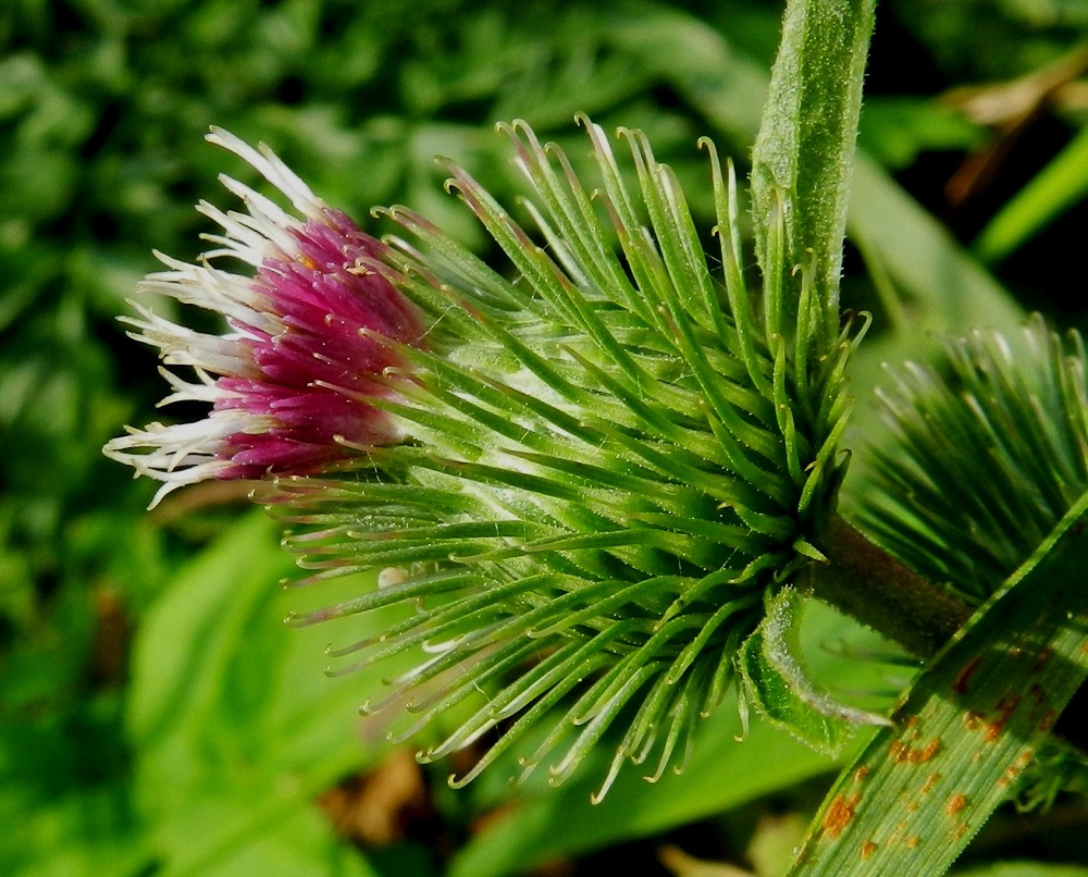 Arctium minus - pikkutakiaisen mykerön kehtosuomut ovat jäykkiä, hyvin kapean kolmiomaisia ja pitkäsuippuisen teräväkärkisiä sekä tavallisesti noin 4-14 mm pitkiä ja tyveltään enintään noin 1 mm leveitä. Sisemmät niistä ovat ulompia pitempiä mutta eivät leveämpiä. Suomut ovat vihreitä tai erityisesti kärkiosastaan punaruskeita. Kaikkien kehtosuomujen kärki on vaalean koukkupäinen. Kehräkukkien teriön kärkiosa on torvimainen, viisiliuskainen ja useimmiten punainen sekä noin 3,5-4 mm pitkä. U, Helsinki, Vuosaari, n. 60 ha:n laajuisen täyttömaakummun, Vuosaarenhuipun, keskiosa, 18.8.2012. Copyright Hannu Kämäräinen.