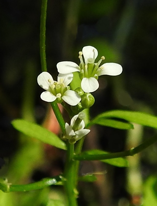 Cardamine flexuosa - metsälitukan kukassa on yleensä kuusi hedettä, joista kaksi on muita lyhyempää. Toisinaan heteitä voi olla vähemmänkin. Palhot ovat kellanvihreät ja hieman alaspäin levenevät. Ponnet ovat keltaiset. Sikiäin on kehänpäällinen ja kapean lieriömäinen. Sen kärjen jatkeena olevan hyvin lyhyen vartalon päässä on pyöreä, nappimainen luotti. Purolitukalla ponnet ovat sinipunaiset. 24.6.2020. Copyright Hannu Kämäräinen.