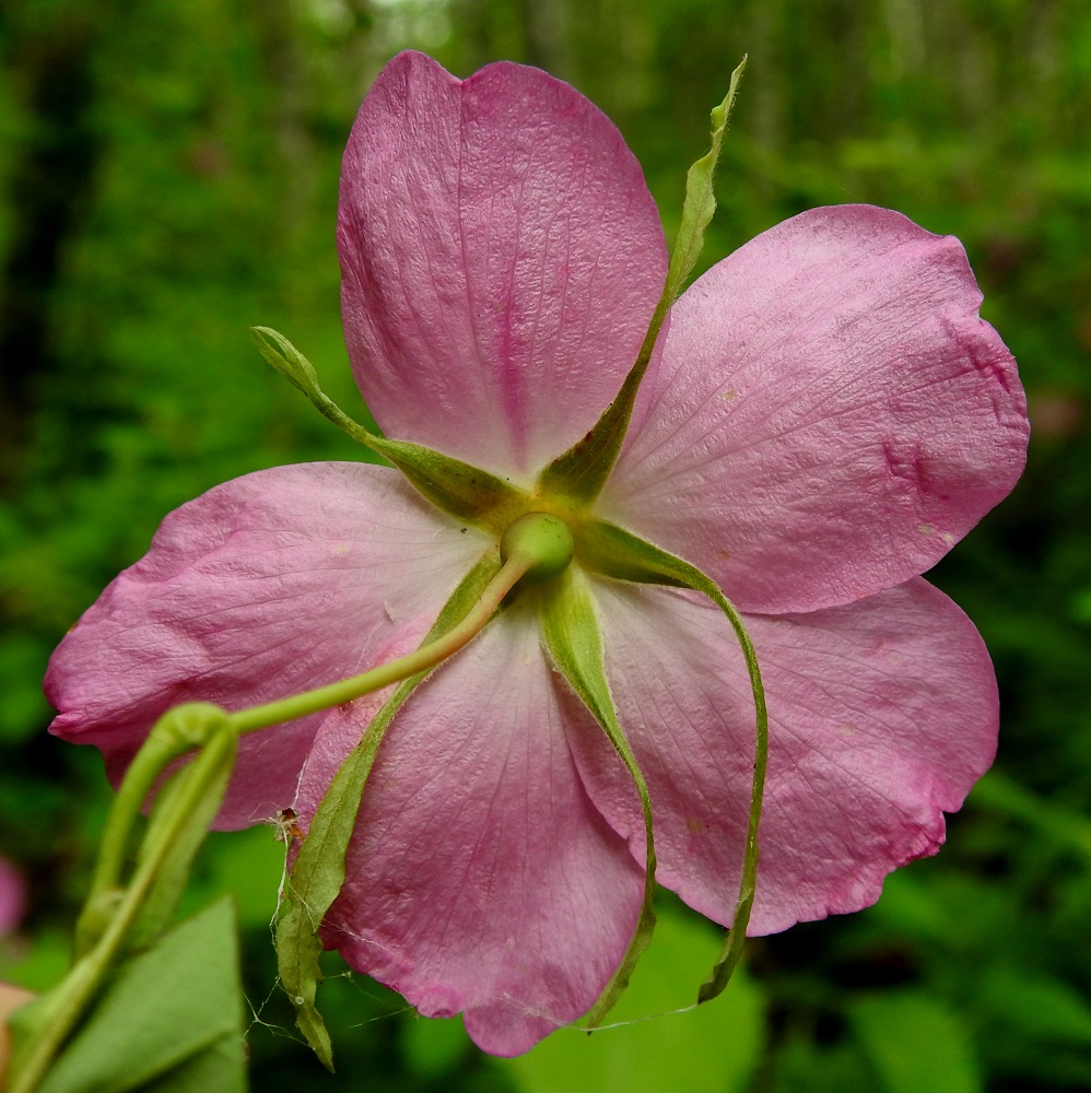 Rosa acicularis - karjalanruusun kukkaperä on yleensä 20-40 mm pitkä ja kuten kuvassa, kaljuhko tai vaihtelevasti karvainen ja nystykarvainen. Verholehtiä on viisi. Ne ovat hyvin kapeanpuikeat, kärkiosastaan kapean pitkäsuippuiset tai kärjestään hieman levenevät ja useimmiten ehytlaitaiset. Verholehdet ovat ulkopinnaltaan kaljuhkot ja sisäpinnaltaan tiheäkarvaiset sekä laidoiltaan myös nystykarvaiset ja toisinaan myös eripituiset. Ne ovat tavallisesti noin 15-25 mm pitkät ja tyveltään noin 3-5 mm sekä kärkiosastaan noin 1-2 mm leveät. 23.6.2022. Copyright Hannu Kämäräinen.