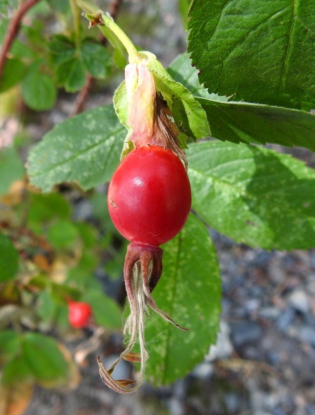 Rosa cinnamomea - metsäruusun kiulukka on kalju, kypsänä punainen ja pallomainen, vähän litistetyn tai joskus hieman venytetyn pallomainen ja läpimitaltaan noin 10-15 mm. EH, Hämeenlinna, Loimalahti, Tervaniemi, Lähdeaho, Alajärven rantametsän laita, 15.8.2020. Copyright Hannu Kämäräinen.