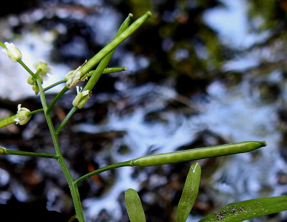 Cardamine flexuosa - metsälitukan verho- ja terälehdet sekä heteetkin säilyvät jonkin aikaa nopeaa kyytiä liduksi pitenevän sikiäimen tyvellä, kunnes karisevat pois. Kukkaperä on useimmiten noin 2-3 mm pitkä. Verholehtiä on neljä. Ne ovat puikeat tai kapeanpuikeat, kuperat, kalvolaitaiset ja tylppä- tai pyöreäpäiset. Pituutta niillä on tavallisesti noin 1,5-2 mm ja leveyttä leveimmältä kohtaa noin 1 mm. Lituperä on yläviistoon siirottava ja yleensä noin 5-10 mm pitkä. Litu on tasasoukka, suorahko ja tavallisesti noin 15-25 mm pitkä sekä noin 1-1,5 mm paksu. Lidun kärjessä on kuivuneen emin vartalon ja luotin muodostama noin 1-1,5 mm pitkä ota. 24.6.2020. Copyright Hannu Kämäräinen.