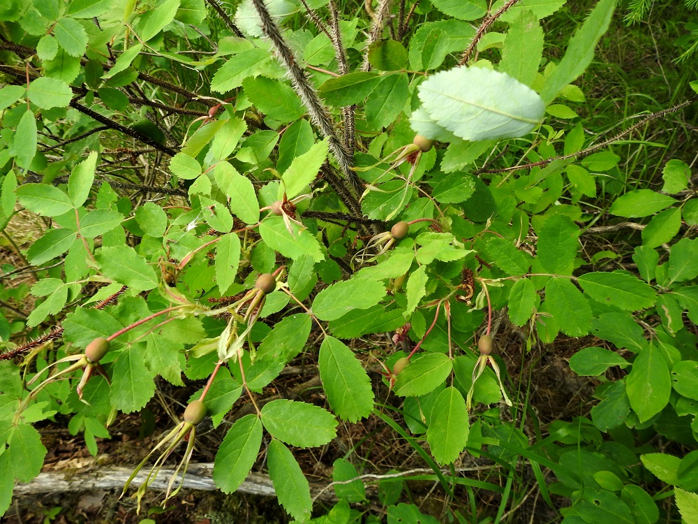 Rosa acicularis - karjalanruusun kukkapohjuksen paisuessa marjamaiseksi kiulukaksi verholehdet säilyvät kiulukan kärjessä ja kääntyvät pystyyn. 23.6.2021. Copyright Hannu Kämäräinen.