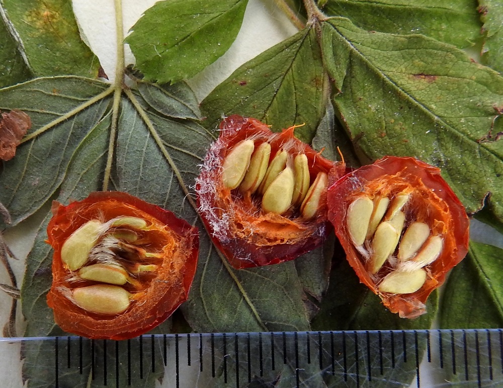 Rosa cinnamomea - metsäruusun kiulukan sisällä on joukko kellertäviä pähkylöitä, jotka ovat epäsymmetrisen pitkulaisia, toiselta sivulta kuperia ja jossain määrin kulmikkaita ja noin 4-5 mm pitkiä sekä noin 2 mm leveitä. Pähkylän kupera sivu on pitkäkarvainen.  EH, Hämeenlinna, Luhtiala, Aulangon Heikkilän tien vierus Soukan tilan kohdalla, pienen metsikön reunassa, 17.8.2020. Kuva näytteestä, copyright Hannu Kämäräinen.