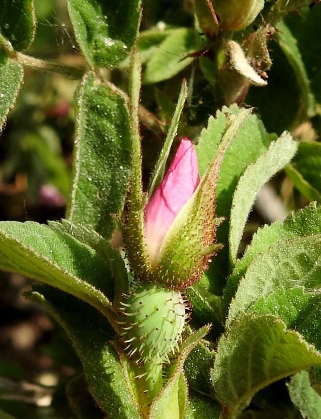 Rosa mollis - iharuusun verholehdet ovat hyvin kapeanpuikeat ja tyveltään noin 3-5 mm leveät. Ehytlaitaisten verholehtien kärkiosa on kapean pitkäsuippuinen ja tavallisesti noin 1-2 mm leveä. Verholehdet ovat kauttaaltaan tiheästi karvaiset ja nystykarvaiset. Kukkaperä ja yleensä myös pyöreä kukkapohjus ovat vankan nystykarvaiset. A, Geta, Dånö, Dånövägenin laita metsäisen Julbergetin jyrkästi nousevan rinteen juurella, 20.6.2023. Copyright Hannu Kämäräinen.