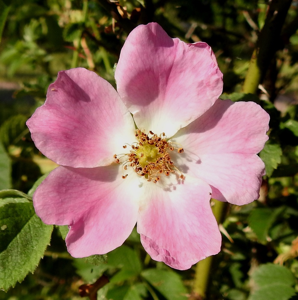 Rosa sherardii - okaruusun teriö on säteittäinen ja yleensä noin 40-50 mm leveä. Terälehtiä on viisi. Ne ovat lähinnä vastapuikeat, suippotyviset ja lovi-, lantto- tai tylppäkärkiset. Pituutta terälehdillä on tavallisesti noin 20-25 mm ja leveyttä leveimmältä kohtaa noin 18-25 mm. 23.6.2023. Copyright Hannu Kämäräinen.