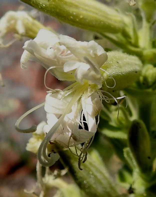 Silene viscosa - tahma-ailakin terälehdet ovat suorina noin 22-30 mm pitkiä ja päästään syvään kaksijakoisia. Emin vartaloita ja luotteja on kolme. Ne kasvavat ja aktivoituvat yleensä vasta heteiden kuihduttua. Tämä järjestys torjuu tehokkaasti itsepölytystä. 11.6.2024. Copyright Hannu Kämäräinen.