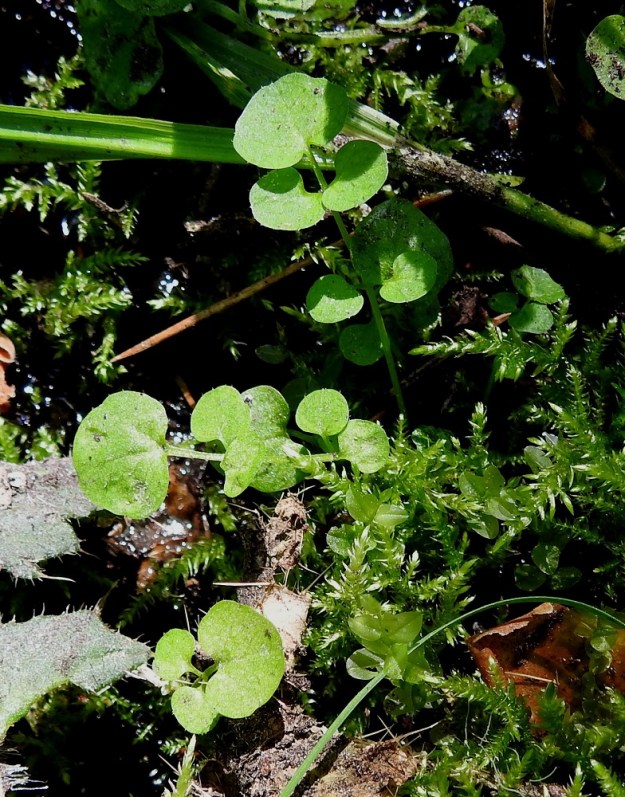 Cardamine flexuosa - metsälitukan kaikki lehdet ovat parilehdykkäiset. Vähälukuisten ruusuke- ja aluslehtien ruoti on useimmiten noin 1-3 cm pitkä. 24.6.2020. Copyright Hannu Kämäräinen.