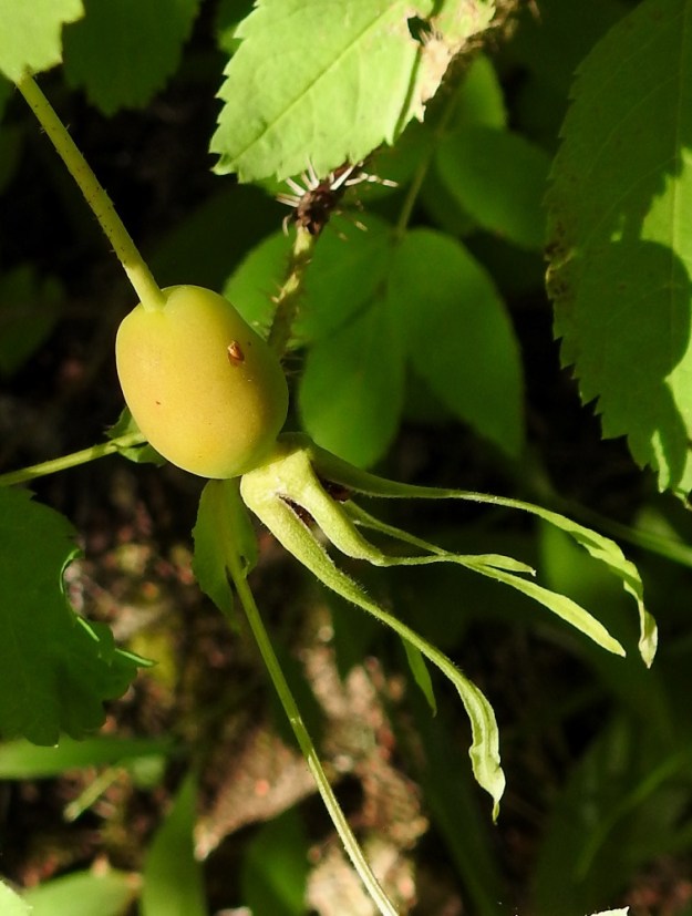 Rosa acicularis - karjalanruusun kiulukka on kalju ja kypsänä punainen. Se on useimmiten pitkänpyöreä tai pitkulainen ja noin 15-18 mm pitkä ja noin 11-14 mm leveä. Toisin kuin metsäruusulla, karjalanruusun kiulukan kärjen ja verhiön tyvellä olevan pohjuskehrän välissä on selvä, kapeampi kaula. 16.7.2021. Copyright Hannu Kämäräinen.