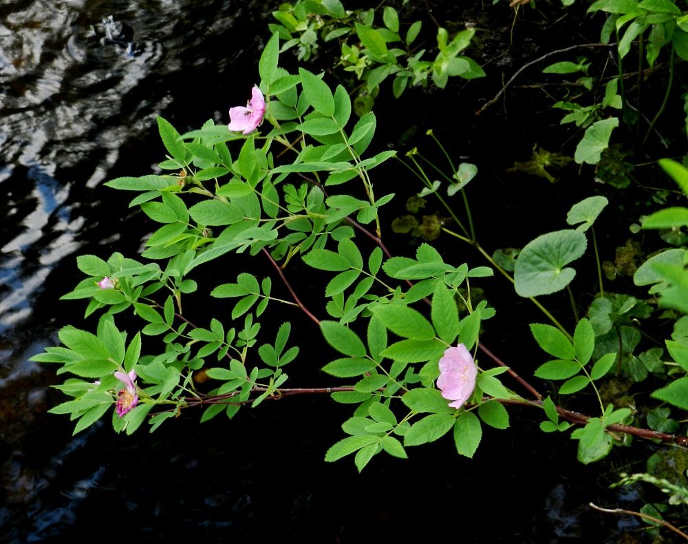 Rosa cinnamomea - metsäruusun, kuten muidenkin ruusujen lehdet ovat oksissa kierteisesti. Ne ovat ruodilliset ja päätöpariset. Lehtilavassa on kolmesta seitsemään lehdykkää niin, että kärkilehdykän lisäksi lehdykkäpareja on yhdestä kolmeen. Yleisimmin lehdyköitä on viisi eli kärkilehdykän lisäksi on kaksi lehdykkäparia. Varsien kärkihaaroissa on hyvin vähän piikkejä. Yleensä niitä on pareittain vain nivelkohdissa. Ks, Kuusamo, Oulankajoen eteläpuolen rantatöyräs opastuskeskuksen ja Kiutakönkään välillä, 9.7.2011. Copyright Hannu Kämäräinen.