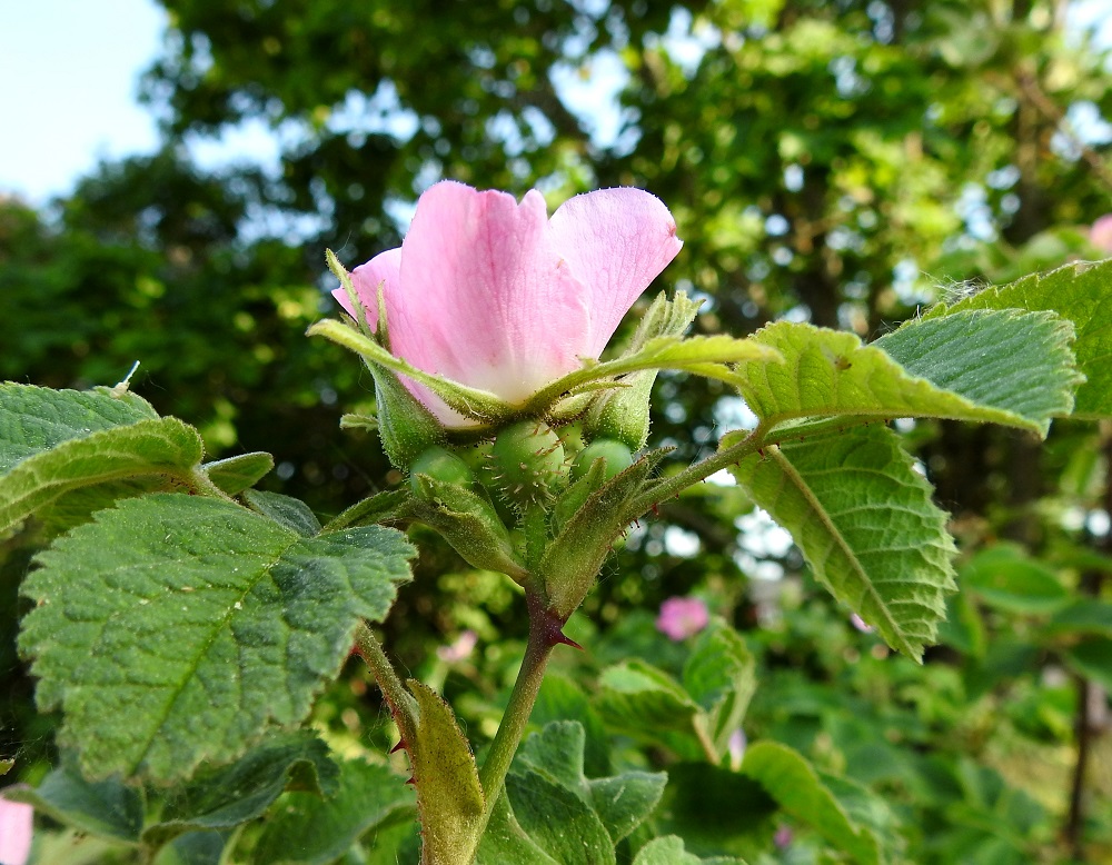 Rosa mollis - iharuusun kukat ovat vuosiversojen kärjessä lehtihankaisesti usein yksittäin, mutta kukkia voi olla samassa ryhmässä kaksi tai kuten kuvassa, kolmekin. Kukkaperä on yleensä noin 10-15 mm pitkä. Kukkapohjus saattaa samassakin kukkaryhmässä olla nystykarvainen tai jopa kalju. Korvakkeet ovat leveähköt, suippokärkiset ja tiheäkarvaiset, nystykarvaiset sekä reunoiltaan tiheästi nystyiset. Ne ovat lehtiruotiin kiinni kasvaneet ja yleensä noin 1-2 cm pitkät. A, Finström, Bergö, Bergövägenin itäpuoli Furulundin ja Södergårdin tilojen välillä, laajan kallioketoalueen laitaniitty lähellä maantietä, 19.6.2023. Copyright Hannu Kämäräinen.