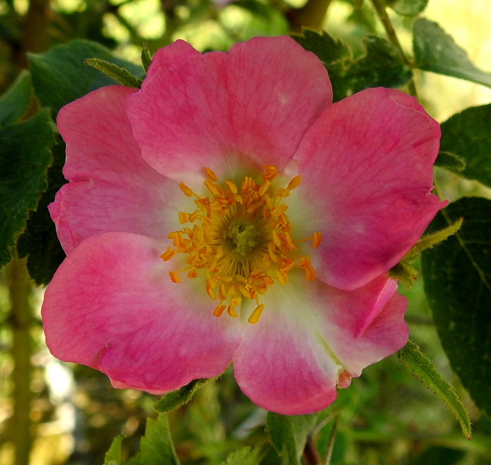 Rosa sherardii - okaruusun teriö on aluksi punainen ja myöhemmin vaaleanpunaiseksi haalistuva. Heteitä on paljon. Niiden palhot ovat noin 2-7 mm pitkät, ja keltaiset ponnet ovat noin 1,5 mm pitkät. Emiö on erilehtinen, ja hyvin lyhyitä, karvaisia emin vartaloita on paljon. 23.6.2023. Copyright Hannu Kämäräinen.