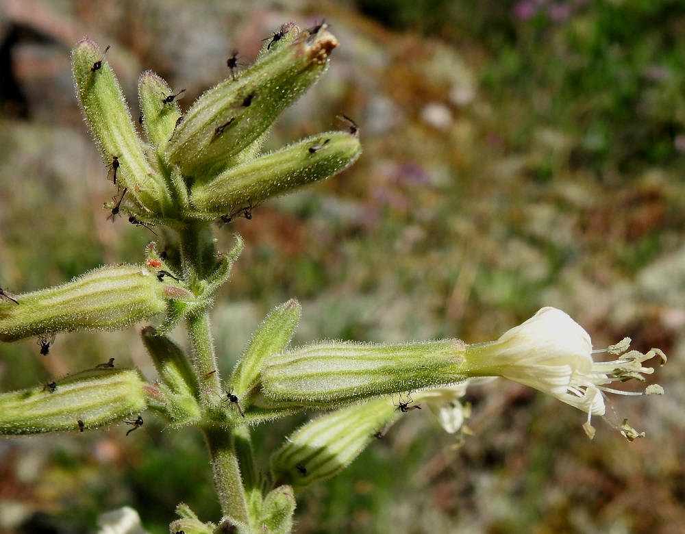 Silene viscosa - tahma-ailakki on nimensä mukainen ja liimaisuudessaan ylivertainen kohokkien joukossa. Kasvia verhoava nystykarvoitus estää todella tehokkaasti mesirosvousta harjoittavien hyönteisten pääsyn kukkiin. Tahma-ailakit näyttävätkin usein kuin kärpäspapereilta, kun niihin on tarttunut erilaisia pikkuhyönteisiä jaloistaan ja siivistään kiinni kohtalokkain seurauksin. 11.6.2024. Copyright Hannu Kämäräinen.