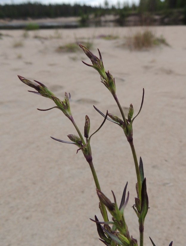 Silene tatarica - tataarikohokin kukinto-osa on yleensä kaljuhko. Kukinta-ajankohta vaihtelee kesäsäiden mukaan, sillä heinäkuun puolivälissä 2015 se ei ole vielä alkanut, vaikka samaan aikaan esim. 2009 saman rannan kasvustot olivat jo täydessä kukassa. Ks, Kuusamo, Kitkanniemi, Oulanka joen ja Jäkälämutkanlammen välinen Jäkäläniemi, joen laaja rantahiekka-alue, 14.7.2015. Copyright Hannu Kämäräinen.