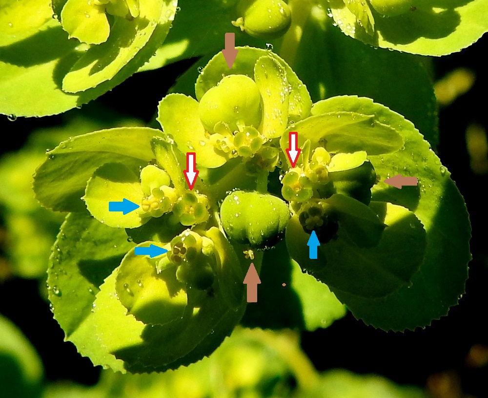 Euphorbia helioscopia - viisisädetyräkin kukinto nuolilla havainnollistettuna: Punareunaiset nuolet osoittavat valekukkia, joiden suojuksen reunalla olevat mesiäislevyt ovat pitemmässä suunnassaan noin 0,5-1 mm pitkät. Siniset nuolet näyttävät valekukan suojusmaljan pohjalta nousevat, kehättömät, yksiheteiset hedekukat, joiden ponnenpuoliskot ovat pyöreät. Ruskehtavat nuolet viittaavat sikiäimestä paisuvaan kolmilohkoiseen kotaan, joka on lähes pallomainen ja vihreä sekä tavallisesti noin 3 mm pitkä ja noin 3-3,5 mm leveä. Alimmaisen kodan kärjessä näkyvät myös kaksihaaraiset luotit. 20.7.2024. Copyright Hannu Kämäräinen.