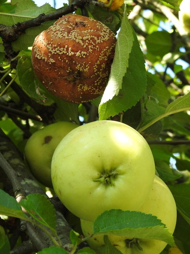 Malus domestica - tarhaomenapuun kukan verholehdet pysyvät omenan kärkikuopassa pitkän aikaa. Yksi yleisimpiä omenasatoa uhkaavista taudeista on muumiotauti, joka on Monilia fructigena -sienen aiheuttama sairaus. Ensin omeniin ilmestyy pienempiä, ruskeita laikkuja, jotka laajenevat nopeasti. Laikkuihin muodostuu valkoista, pistemäistä kasvustoa, joista itiöt leviävät. Syksyllä muumio-omenat muuttuvat mustiksi ja sieni talvehtii niissä. Keväällä itiöt alkavat taas levitä ilmavirtojen, sadeveden ja hyönteisten mukana. EH, Hämeenlinna, Vanaja, Paikkalantien länsilaita 100 m hautausmaa-alueen pohjoispuolella ja noin 250 m lähimmästä asutuksesta, 29.8.2024. Copyright Hannu Kämäräinen.