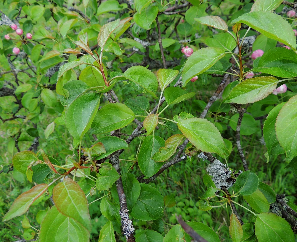 Malus sylvestris - metsäomenapuun lehdet ovat versojen kärjessä ja oksien sivulla olevissa lyhytversoissa kierteisesti. Lehtiruoti on täysikasvuisissa lehdissä yleensä noin 1,5-4 cm pitkä. Se on noin puolet lehtilavan pituudesta. Oksien vuosiversot ovat ohuet, puna- tai kellanruskeat, kiiltävät ja kaljuhkot. Edellisen vuoden versot ovat yleensä jo harmahtavanruskeat. 30.5.2013. Copyright Hannu Kämäräinen.