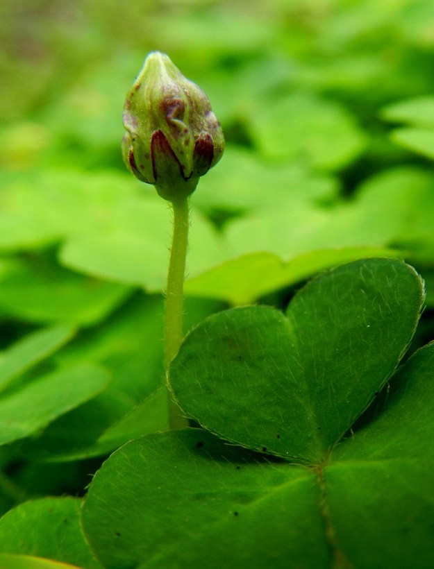 Oxalis acetosella - (metsä)käenkaalin kukinnassa on kaksi vaihetta. Keväällä, jolloin kasvutila on vapaampi, laji kukkii avoimin teriöin. Myöhemmin kesällä kukinta jatkuu huomaamattomammin ja niukempana pienin, avautumattomin ja umpipölytteisin kukin. Hyönteispölytetty tai itsepölyttynyt kukka kehittyy lähinnä munamaiseksi ja kärjestään kartiomaiseksi kodaksi, joka on kohosuoninen ja viisilokeroinen. Se on kellanvihreä ja yleensä noin 5-6 mm pitkä ja noin 4-5 mm leveä. EH, Hämeenlinna, Majalahti, Hirsimäki, omakotialue, Näsiäntien ja maakaasulinjan välinen kuusivaltainen metsä, 16.8.2011. Copyright Hannu Kämäräinen.