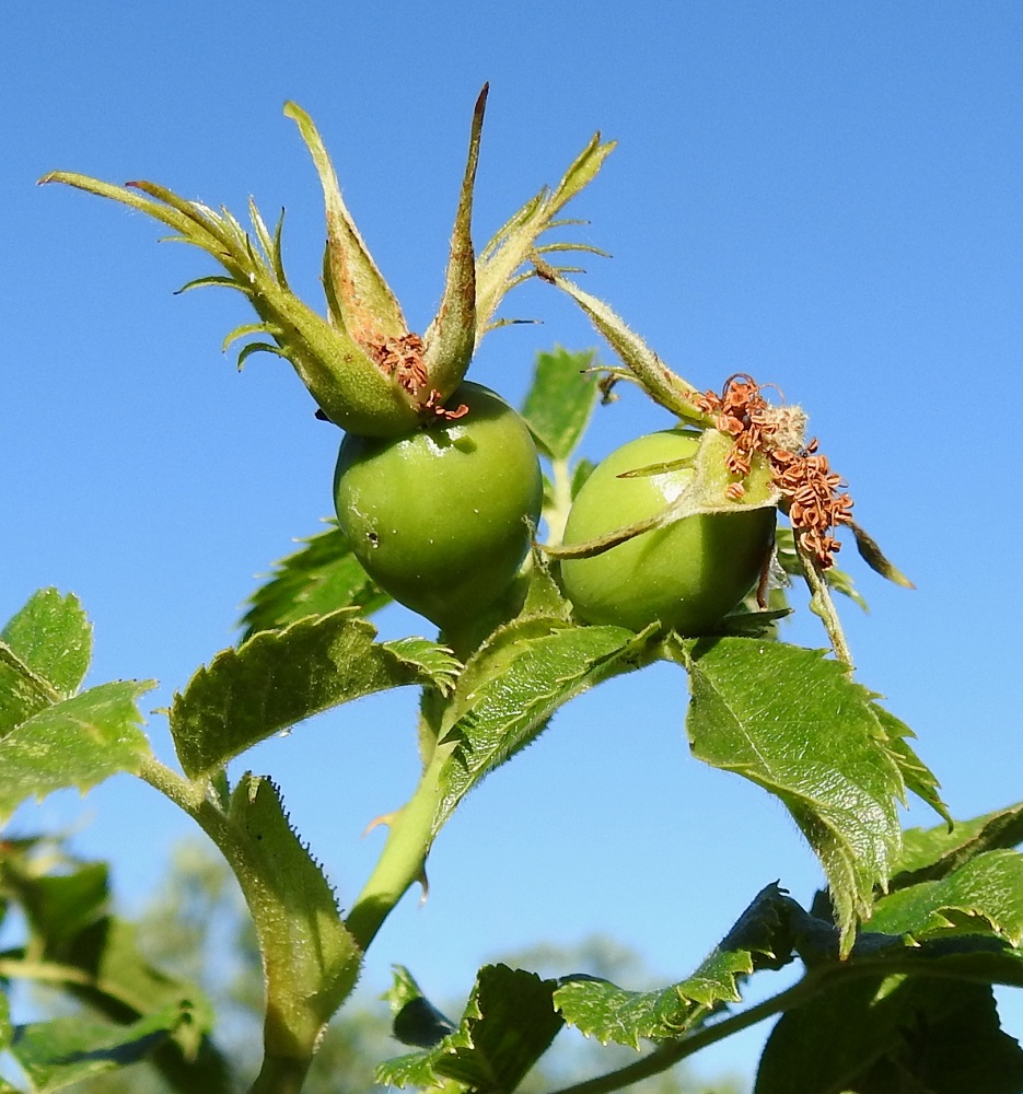 Rosa caesia - himmeäorjanruusun kukkapohjuksesta paisuu kypsänä punainen, marjamainen ja kalju kiulukka, joka on pitkänomaisen pyöreä tai päärynänmuotoinen ja yleensä noin 20-25 mm pitkä sekä noin 13-19 mm paksu. Kiulukat kypsyvät syyskuussa ja pehmenevät myöhemmin. Verholehdet ovat kukinnan jälkeen yleisimmin sivulle siirottavat ja harvemmin ylä- tai alaviistot. A, Finström, Bastö, pohjoispää, Bastövägenin jatkeena olevan pikkutien, Labbsundsvägenin laitaniitty noin 60 m tien alusta pohjoiseen, 9.7.2022. Copyright Hannu Kämäräinen.