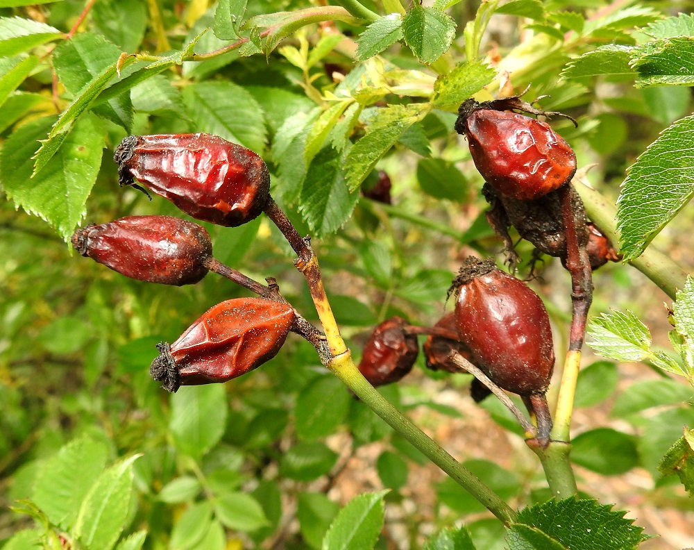 Rosa canina - kaljukoiranruusun kukkapohjuksesta paisuu kypsänä punainen, marjamainen ja kalju kiulukka, joka on pitkänomainen, yleensä noin 15-22 mm pitkä ja noin 10-15 mm paksu. Emit ovat kiulukan kärjessä pystynä, kapeahkona ja melko vähäkarvaisena kimppuna. Kiulukka kypsyy vasta lokakuussa ja pysyy kypsänäkin kovapintaisena säilyen usein seuraavaan kesään saakka. Verholehdet karisevat kiulukan kypsyessä. 20.6.2023. Copyright Hannu Kämäräinen.