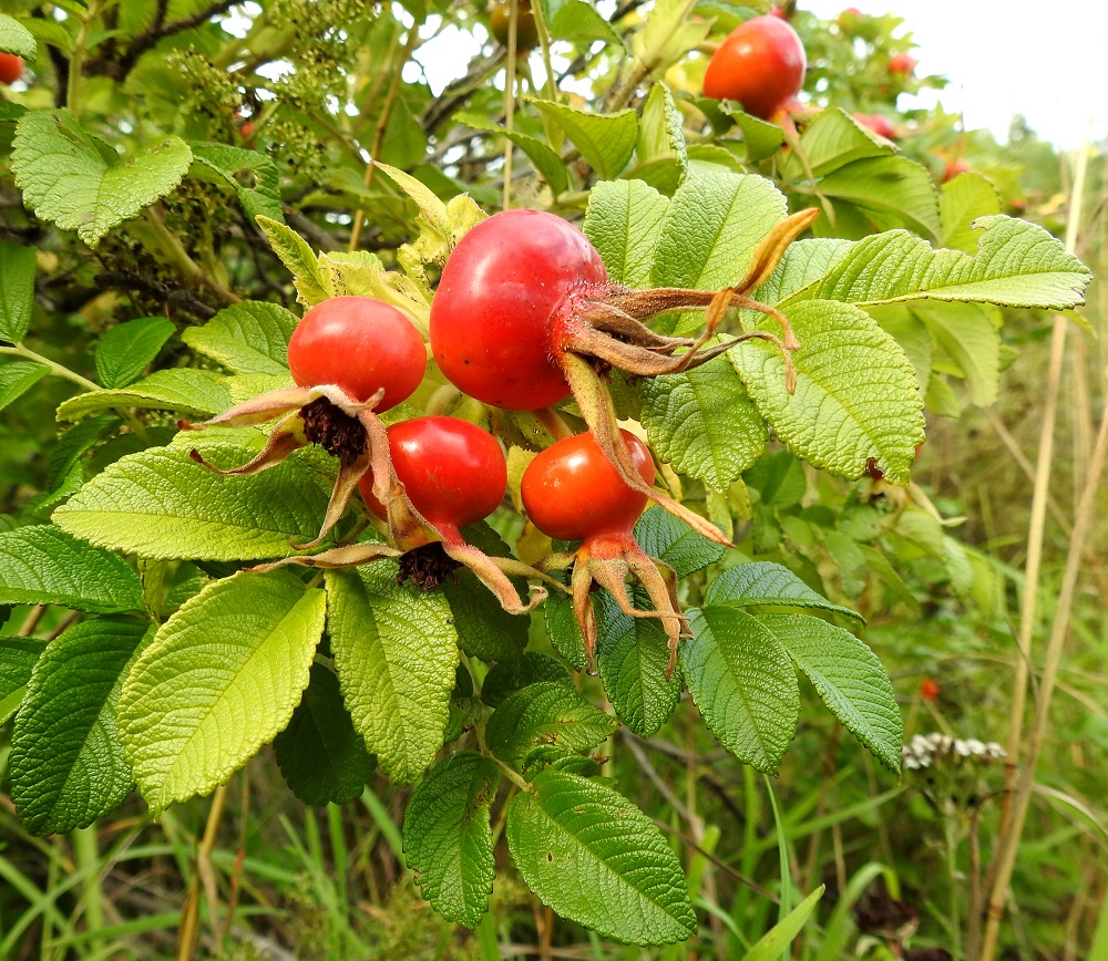Rosa rugosa - kurtturuusun kukat ja myöhemmin kiulukat ovat vuosiversojen kärjessä lehtihankaisesti. Niitä on useimmiten kahdesta neljään kappaletta. Kukkapohjuksesta paisuva, kalju ja kypsänä helakanpunainen, marjamainen kiulukka on malliltaan naurismainen eli pituussuunnassaan litistyneen pyöreähkö. Se on tavallisesti noin 15-20 mm pitkä ja noin 20-30 mm leveä. Verholehdet säilyvät kiulukan kärjessä pitkään pystyyn tai yläviistoon kääntyneinä. EH, Hämeenlinna, Käikälä, Paikkalantien ja teollisuusraiteen välinen ruohikkokaista ja ratapenger pääradan alikulun itäpuolella 12.8.2024. Copyright Hannu Kämäräinen.