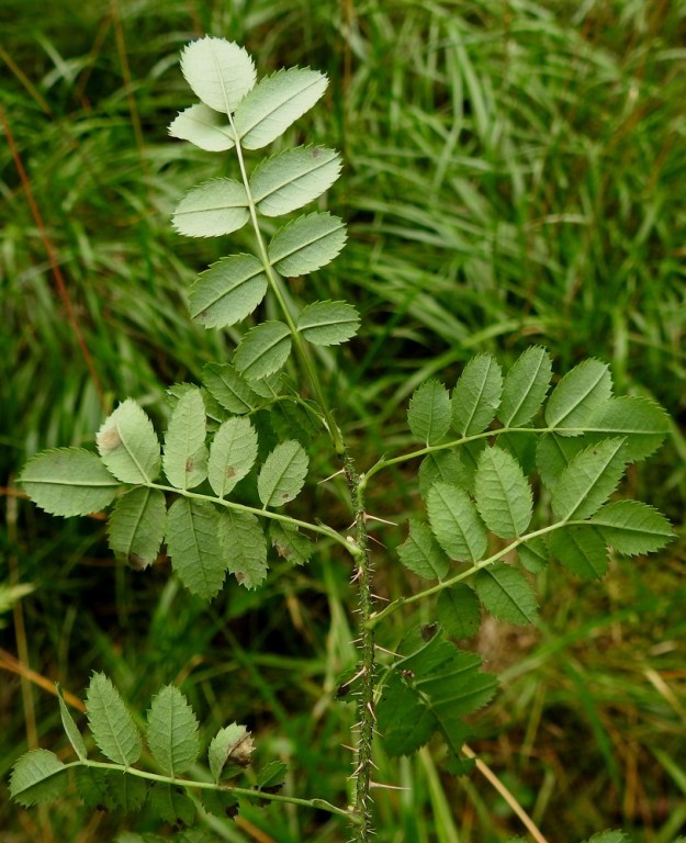 Rosa spinosissima 'Plena' - juhannusruusun lehtilavassa on viidestä yhteentoista lehdykkää niin, että kärkilehdykän lisäksi lehdykkäpareja on kahdesta viiteen. Lehdykät ovat kaljut, alta vaalean- tai harmaanvihreät ja tavallisesti noin 0,5-2 cm pitkät sekä noin 0,5-1,5 cm leveät. Juurivesojen lehdykät (edellinen kuva) voivat olla jopa 3,5 cm pitkät. Lehtiruoti on tavallisesti noin 1-2 cm pitkä. 15.8.2024. Copyright Hannu Kämäräinen.