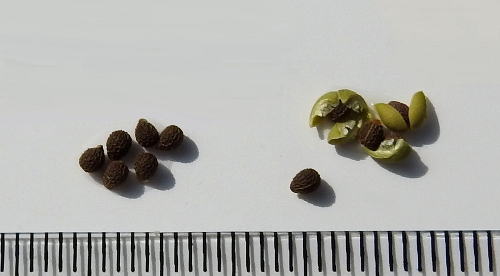 Euphorbia helioscopia - viisisädetyräkin kodan jokaisessa lohkossa on yksi siemen, joka on lähinnä pitkänpyöreä, tummanruskea ja pinnaltaan verkkokuvioinen. Siemenen tyvessä on muurahaislevintää helpottava vaalea rasvalisäke, elaiosomi, joka näkyy kuvassa parissa siemenessä. Ilman sitä siemen on noin 2-2,2 mm pitkä. V, Piikkiö (1.1.2009 alkaen Kaarina), Rungonmäki (Kellarimäki), vehnäpellon etelälaita Kollon korkean kallion tasalla, 2.8.2002. Kuva näytteestä copyright Hannu Kämäräinen.