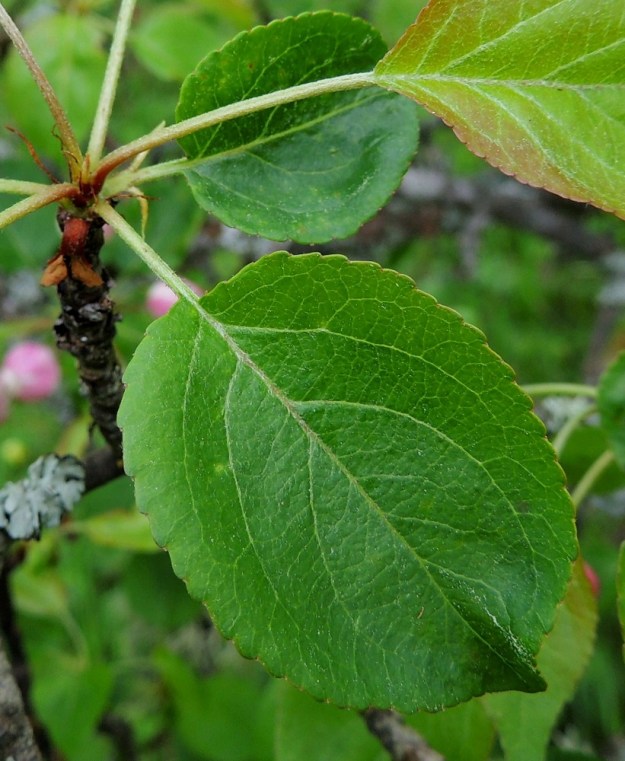 Malus sylvestris - metsäomenapuun lehtiruoti on kalju. Lapa on ehyt, puikea tai leveän soikeahko, kärkinipukallinen ja tyveltään kiilamainen tai pyöreähkö. Se on laidoiltaan pyöristyneesti matalahampainen, päältä tummahkonvihreä ja kalju. Pituutta sillä on tavallisesti noin 3-8 cm ja leveyttä leveimmältä kohtaa noin 2-5 cm. Edellä kuvatun mallisten ja kokoisten lehtien joukossa on usein myös pienempiä, lyhytruotisempia ja lavaltaan pyöreitä tai lähes pyöreitä lehtiä. 30.5.2013. Copyright Hannu Kämäräinen.