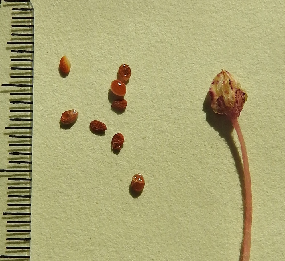 Oxalis acetosella - (metsä)käenkaalin kota avautuu äkillisesti suonia myöten ja sinkoaa viisi siementään ympäristöön. Kypsät siemenet ovat soikeat, litteähköt, ruskeat ja limavaipan ympäröimät sekä kuivana uurrepintaiset. Ne ovat noin 2 mm pitkät ja noin 1,5 mm leveät. Limavaipan ympäröimät siemenet voivat tarttua ohi kulkevien eläinten turkkiin ja matkata kauemmaksikin uusille kasvupaikoille. EH, Hämeenlinna, Loimalahti, Hirsimäki, omakotialue, Näsiäntien varren pihamaa, 25.8.2024. Copyright Hannu Kämäräinen.