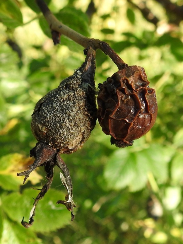 Rosa caesia - himmeäorjanruusun syömättä jääneet kiulukat ovat seuraavaan kesään mennessä jo kuivuneet ja pähkylät ovat yhä niiden sisässä. Kiulukoiden perusmuodot, pitkänpyöreys ja päärynämäisyys ovat kuitenkin yhä näkyvillä. Toisessa kiulukassa ovat verholehdetkin isolta osin jäljellä. Oikeanpuoleisen kiulukan kärjessä näkyy vielä orjanruusujen yksi tunnusmerkki, matala, tiiviin patjamainen ja leveä emin vartalojoukko. A, Finström, Bastö, pohjoispää, Bastövägenin jatkeena olevan pikkutien, Labbsundsvägenin laitaniitty noin 60 m tien alusta pohjoiseen, 9.7.2022. Copyright Hannu Kämäräinen.