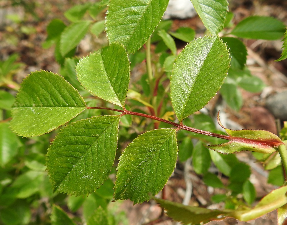 Rosa canina - kaljukoiranruusun lehtilavassa on kolmesta seitsemään lehdykkää niin, että kärkilehdykän lisäksi lehdykkäpareja on yhdestä kolmeen. Yleisimmin lehdykkäpareja on kaksi. Lehdykät ovat lähinnä soikeat, puikeat tai vastapuikeat ja suippo- tai tylpähkökärkiset sekä kertaalleen sahalaitaiset. Hampaat ovat kapeahkot, hyvin teräväkärkiset ja toisinaan keskenään erikokoiset. Hampaiden kärki päättyy punertavaan tai ruskeaan nystyyn. Lehdykät ovat molemmin puolin kaljut, yläpinnaltaan vihreät tai tummahkonvihreät ja kiiltävät. Lehtiruoti on yleensä noin 2-3,5 cm pitkä ja kalju. Korvakkeet ovat suippokärkiset, kaljut ja laidoiltaan matalasti nystyhampaiset. Nystyt ovat punertavat tai punaruskeat. Korvakkeet ovat lehtiruotiin kiinni kasvaneet ja useimmiten noin 1-2,5 cm pitkät. 20.6.2023. Copyright Hannu Kämäräinen.