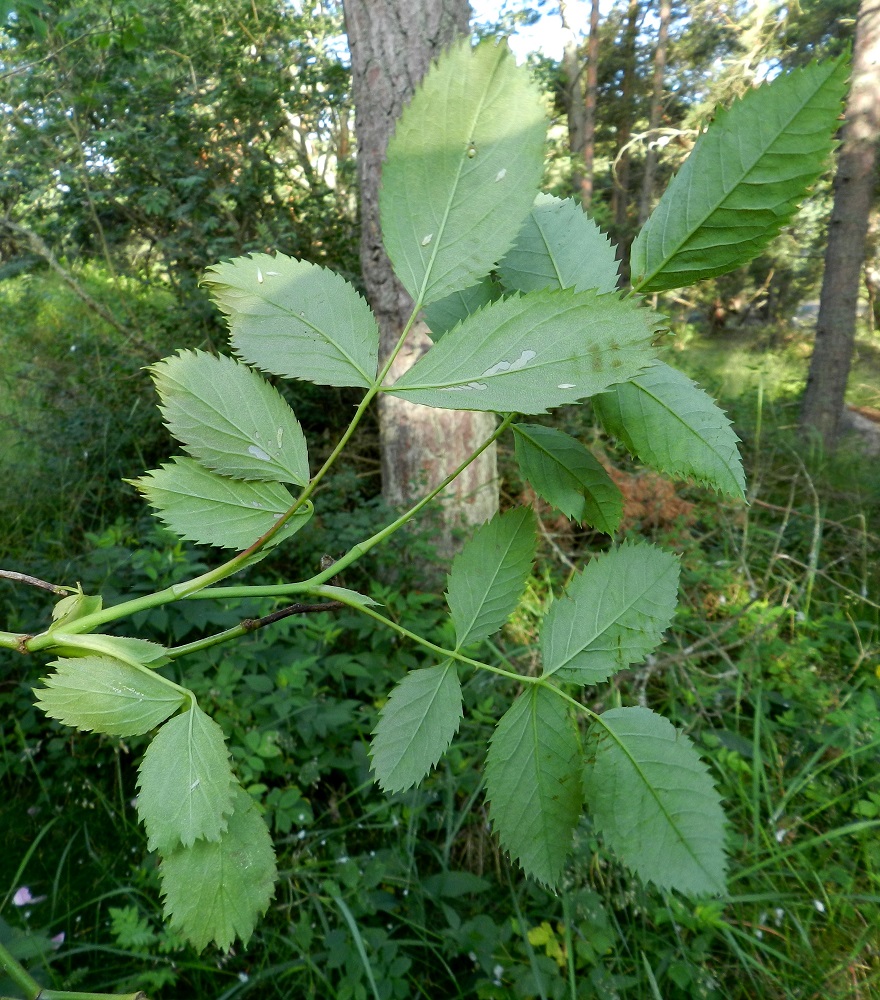 Rosa dumalis - heleäorjanruusun lehtiruoti on yleensä noin 2-4 cm pitkä ja kalju. Lehdykät ovat tavallisesti noin 2-4,5 cm pitkät ja noin 1-2,5 cm leveät sekä alapinnaltaan vaalean- tai harmahtavanvihreät ja yläpintaa himmeämmät. V, Kemiönsaari, (aik. Dragsfjärd), Hiittisten saaristo, Örö, saaren lounaisosa, eteläkärkeen vievän Pitkä ikävä -tien varren harvan metsikön laide, 14.7.2012. Copyright Hannu Kämäräinen.