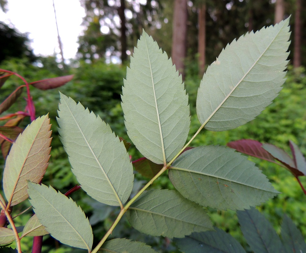 Rosa glauca - punalehtiruusun lehdykän alapinta voi samassakin pensaassa olla punertavan lisäksi harmaanvihreä. Lehdykät ovat lähinnä soikeat tai pitkulaiset ja sahalaitaiset. Hammastus jatkuu lähes tyveen saakka tai tyviosa on hampaaton. Hampaat ovat teräväkärkiset. Lehdykät ovat tavallisesti noin 2-6 cm pitkät ja noin 1-3 cm leveät. EH, Hämeenlinna, Voutila, Nummi, Nummen koulun ja Onnenpolun pään välinen havumetsäkaista, 25.6.2014. Copyright Hannu Kämäräinen.