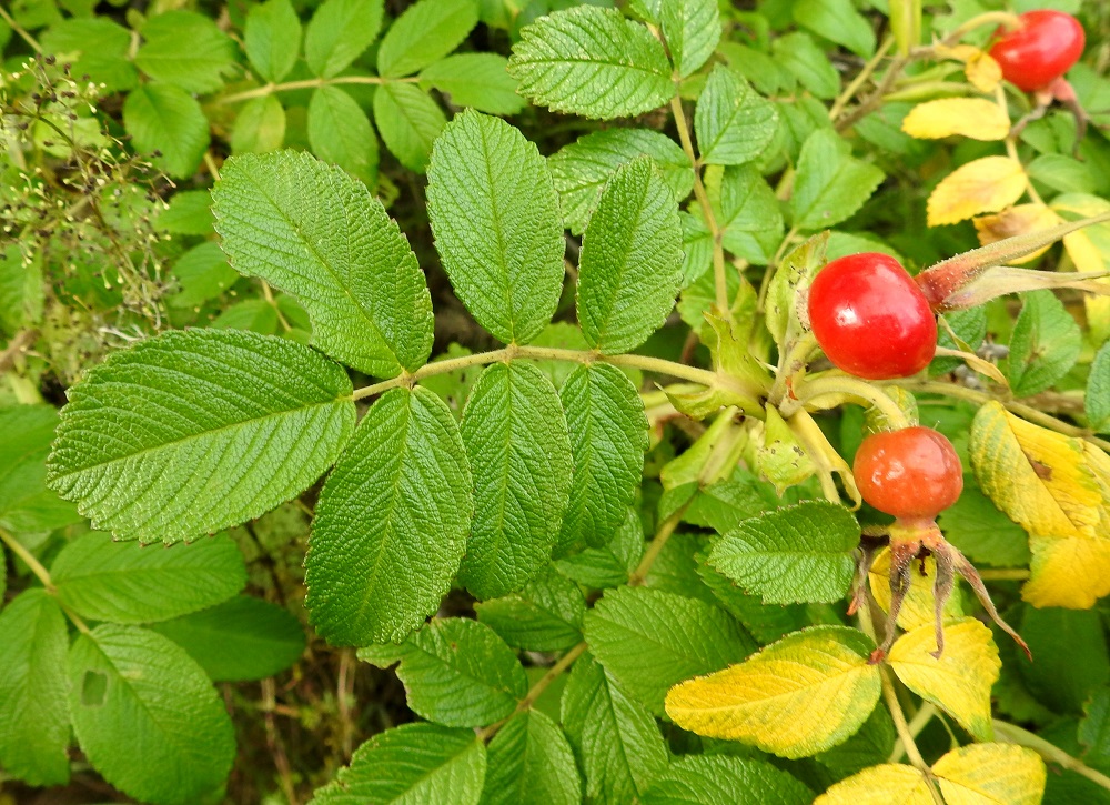 Rosa rugosa - kurtturuusun lehdykät ovat lähinnä soikeat tai pitkulaiset, paksut ja sahalaitaiset. Hampaat ovat matalat ja suippo- tai tylppäkärkiset. Lehdykän yläpuoli on kalju ja uurteinen. Uurteisuus synnyttää kurttuisuuden vaikutelman. Lehdykät ovat tavallisesti noin 2-5 cm pitkät ja noin 1,5-3 cm leveät. EH, Hämeenlinna, Käikälä, Paikkalantien ja teollisuusraiteen välinen ruohikkokaista ja ratapenger pääradan alikulun itäpuolella 12.8.2024. Copyright Hannu Kämäräinen.