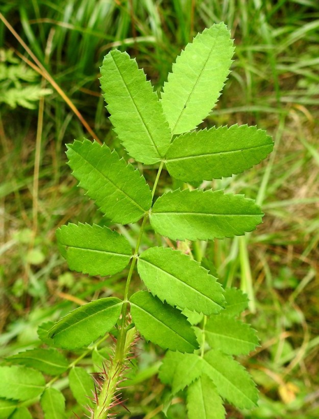 Rosa spinosissima 'Plena' - juhannusruusun lehdykät ovat lähinnä pyöreähköt, pitkänpyöreät tai soikeat ja kertaalleen sahalaitaiset. Hammastus jatkuu lähes tyveen saakka tai tyviosa on hampaaton. Hampaat ovat teräväkärkiset. Lehdykän yläpuoli on vihreä tai vanhemmiten sinertävänvihreä. 15.8.2024. Copyright Hannu Kämäräinen.