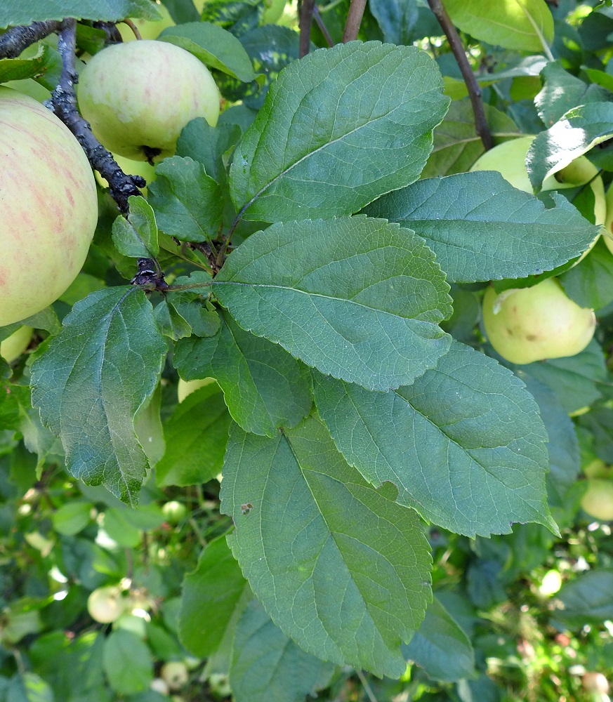 Malus domestica - tarhaomenapuun lehtilapa on ehyt, lähinnä leveän soikeahko, kärkinipukallinen tai nipukaton ja tyveltään pyöreähkö tai kiilamainen. Pituutta sillä on tavallisesti noin 5-12 cm ja leveyttä leveimmältä kohtaa noin 3-6 cm. Edellä kuvatun mallisten ja kokoisten lehtien joukossa on usein, kuten kuvassa, myös pienempiä ja lavaltaan pyöreitä tai lähes pyöreitä lehtiä. EH, Hämeenlinna, Vanaja, Paikkalantien länsilaita 100 m hautausmaa-alueen pohjoispuolella ja noin 250 m lähimmästä asutuksesta, 29.8.2024. Copyright Hannu Kämäräinen.