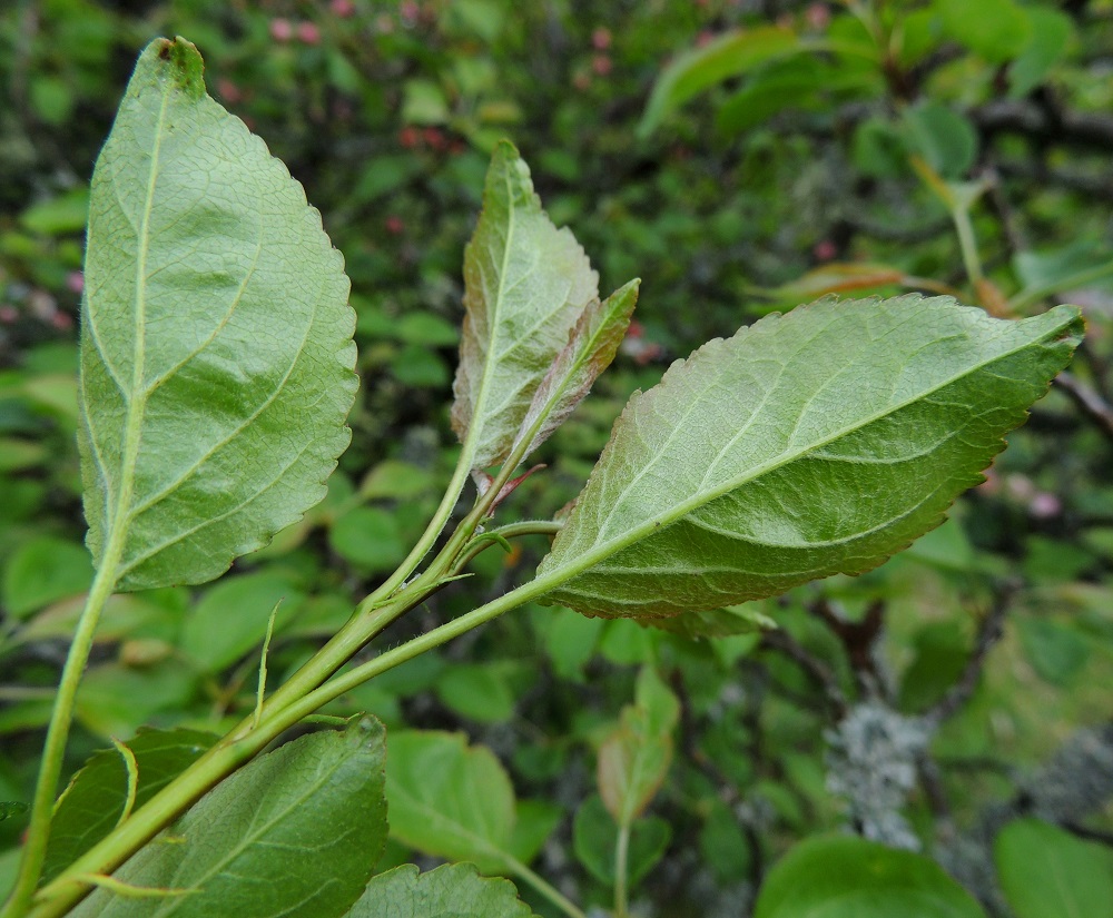 Malus sylvestris - metsäomenapuun lehtilapa on alta vaaleanvihreä ja kalju tai nuorena suonia pitkin niukkakarvainen. 30.5.2013. Copyright Hannu Kämäräinen.