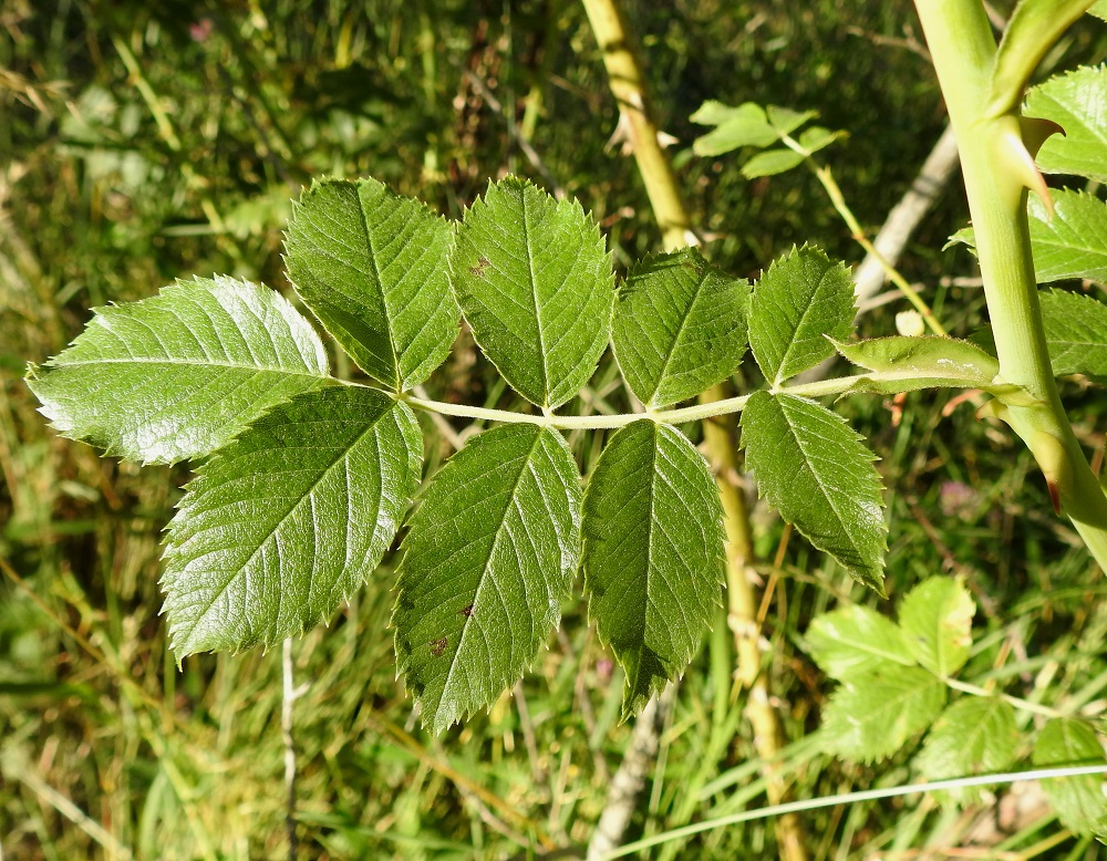 Rosa caesia - himmeäorjanruusun lehtilavassa on kolmesta yhdeksään lehdykkää niin, että kärkilehdykän lisäksi lehdykkäpareja on yhdestä neljään. Yleisimmin lehdykkäpareja on kaksi tai kolme. Lehdykät ovat lähinnä soikeat, puikeat tai vastapuikeat ja suippo- tai tylpähkökärkiset sekä kertaalleen sahalaitaiset. Korvakkeet ovat suippokärkiset, karvaiset ja laidoiltaan nystyiset tai matalasti nystyhampaiset. Ne ovat lehtiruotiin kiinni kasvaneet ja useimmiten noin 1-3,5 cm pitkät. A, Finström, Bastö, pohjoispää, Bastövägenin jatkeena olevan pikkutien, Labbsundsvägenin laitaniitty noin 60 m tien alusta pohjoiseen, 9.7.2022. Copyright Hannu Kämäräinen.