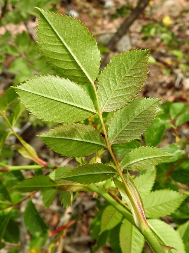 Rosa canina - kaljukoiranruusun lehdykät ovat alapinnaltaan vaalean- tai harmahtavanvihreät ja yläpintaa himmeämmät. Ne ovat tavallisesti noin 2-4,5 cm pitkät sekä noin 1-2,5 cm leveät. 20.6.2023. Copyright Hannu Kämäräinen.