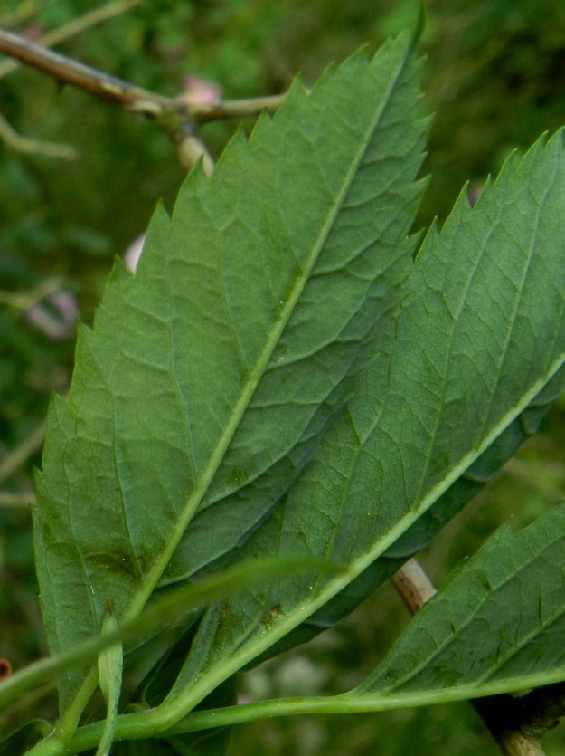 Rosa dumalis - heleäorjanruusun lehdykät ovat alapinnaltaankin aivan karvattomat. V, Kemiönsaari, (aik. Dragsfjärd), Hiittisten saaristo, Örö, saaren lounaisosa, eteläkärkeen vievän Pitkä ikävä -tien varren harvan metsikön laide, 14.7.2012. Copyright Hannu Kämäräinen.