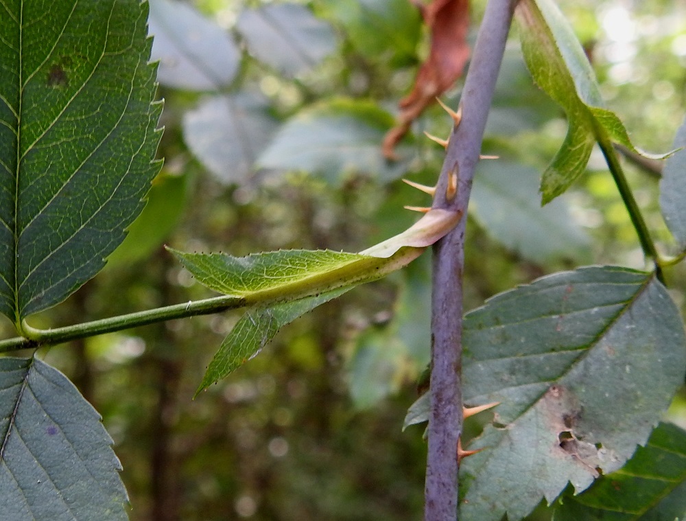 Rosa glauca - punalehtiruusun lehtiruoti on tavallisesti noin 2-4 cm pitkä ja kalju. Korvakkeet ovat suippokärkiset, kaljut ja reunoiltaan nystyhampaiset. Ne ovat lehtiruotiin kiinni kasvaneet ja yleensä noin 1-2,5 cm pitkät. EH, Hämeenlinna, Kankaantausta Luolajan kaupunginosan rajalla, Nuppola, Luolajanharjun laella kulkevan ulkoilu-uran laide, harjumetsä, 15.8.2024. Copyright Hannu Kämäräinen.