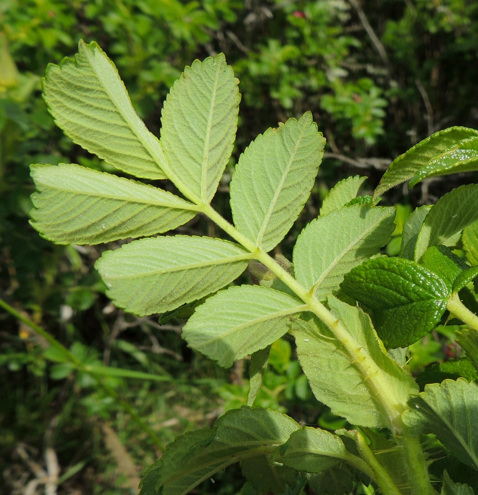 Rosa rugosa - kurtturuusun lehdyköiden alapinta on vaalean- tai harmahtavanvihreä ja lyhyesti huopakarvainen. Lehtiruoti on tavallisesti noin 1,5-3,5 cm pitkä ja huopakarvainen. Myös lehden keskiranka on ruodin tavoin karvainen. Lehtiruodissa ja keskirangassa on vaihtelevasti pienempiä piikkejä. Korvakkeet ovat leveähköt, suippokärkiset, päältä kaljut ja alta lyhyesti huopakarvaiset. Ne ovat lehtiruotiin kiinni kasvaneet ja yleensä noin 1,5-2,5 cm pitkät. A, Eckerö, Storby, postitalon länsipuolisen merenrannan kallioinen niittyalue, 12.6.2014. Copyright Hannu Kämäräinen.
