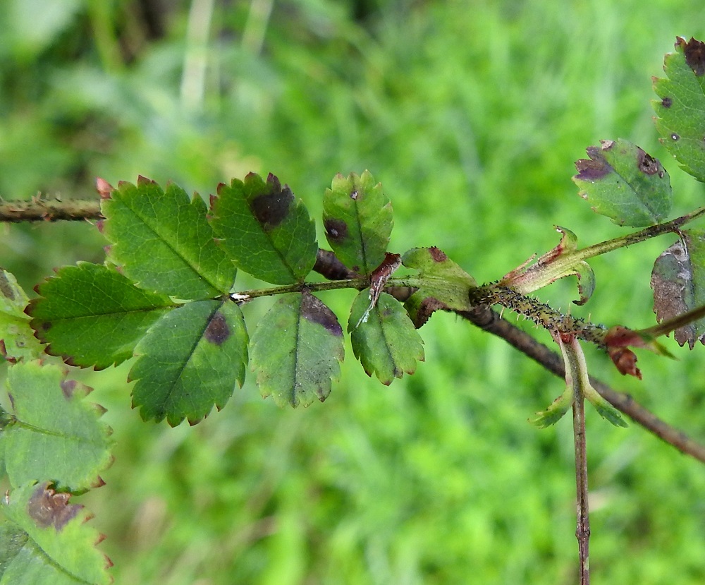 Rosa spinosissima 'Plena' - juhannusruusun lehtikorvakkeet ovat yleensä kapeat ja suippokärkiset sekä kaljut ja reunoiltaan vaihtelevasti nystyiset tai nystyhampaiset. Ne ovat lehtiruotiin kiinni kasvaneet ja yleensä noin 0,8-1,5 cm pitkät. 15.8.2024. Copyright Hannu Kämäräinen.