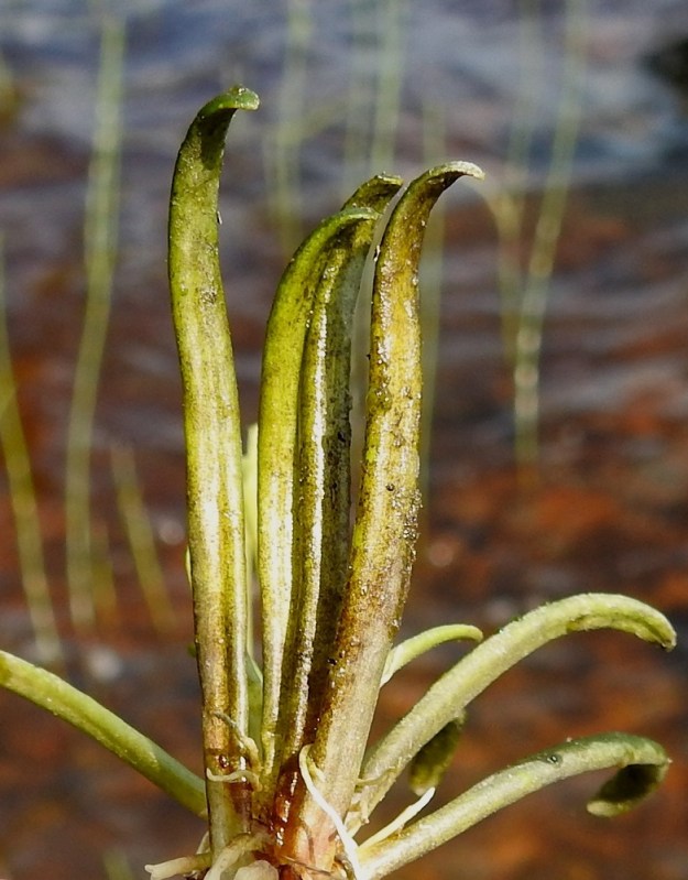 Lobelia dortmanna - nuottaruohon ruusukelehtien kärki on alaspäin koukistunut ja tylpän pyöreä. Lehtien alapuoli on jossain määrin pyöristynyt. Se johtuu lavan kahdesta pitkittäissuuntaisesta ilmaontelosta. 28.6.2024. Copyright Hannu Kämäräinen.